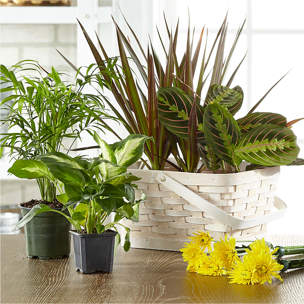 Florist Designed Blooming and Green Plants in a Basket – MELINDA MCCOY'S FLOWERS, Long Beach CA