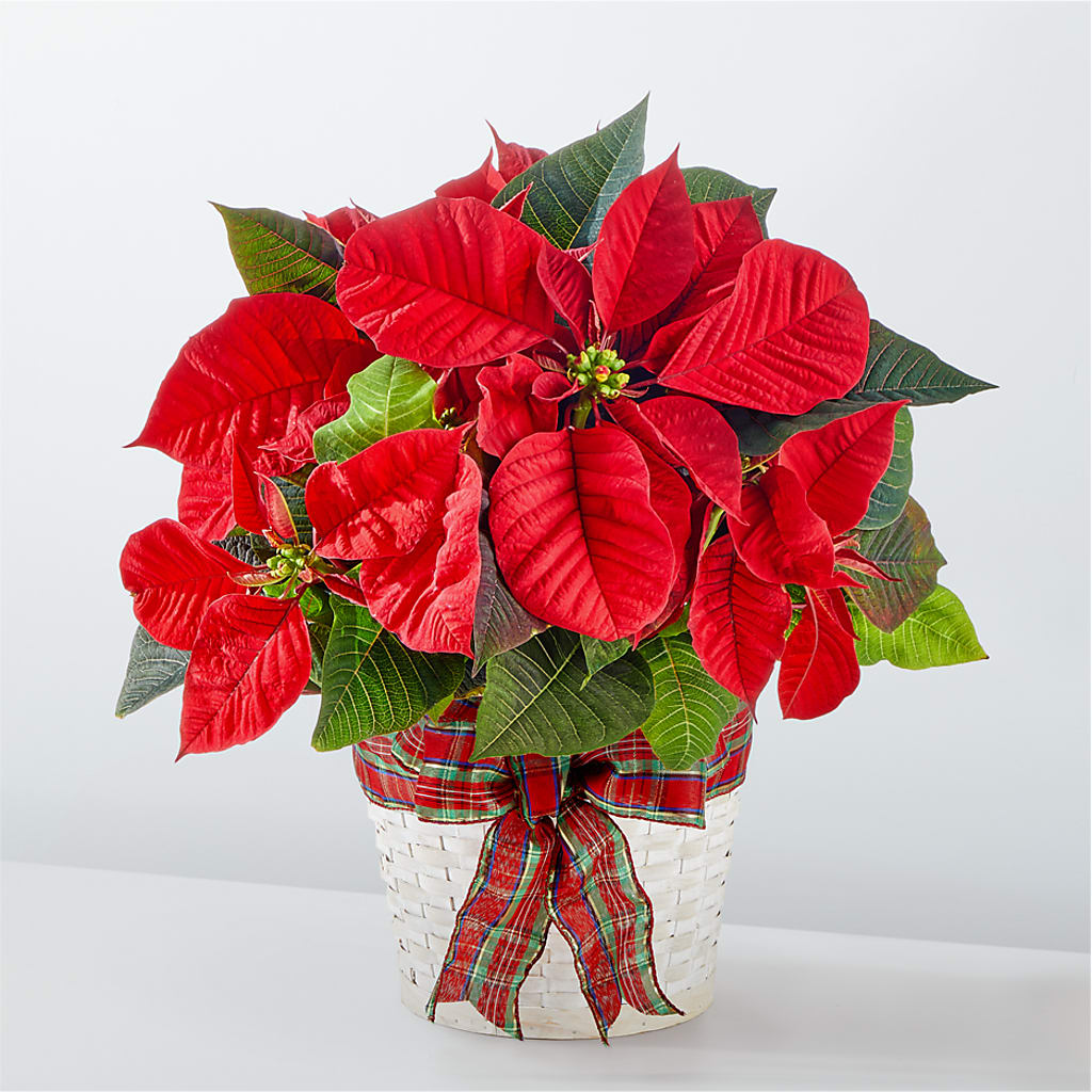 Happiest Holidays Poinsettia – MELINDA MCCOY'S FLOWERS, Long Beach CA