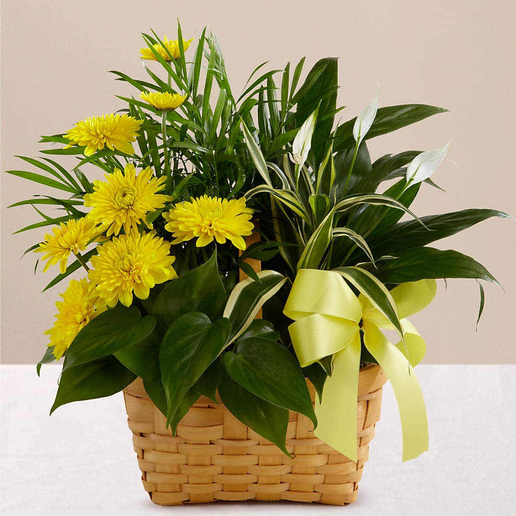 Loving Light Dishgarden – MELINDA MCCOY'S FLOWERS, Long Beach CA