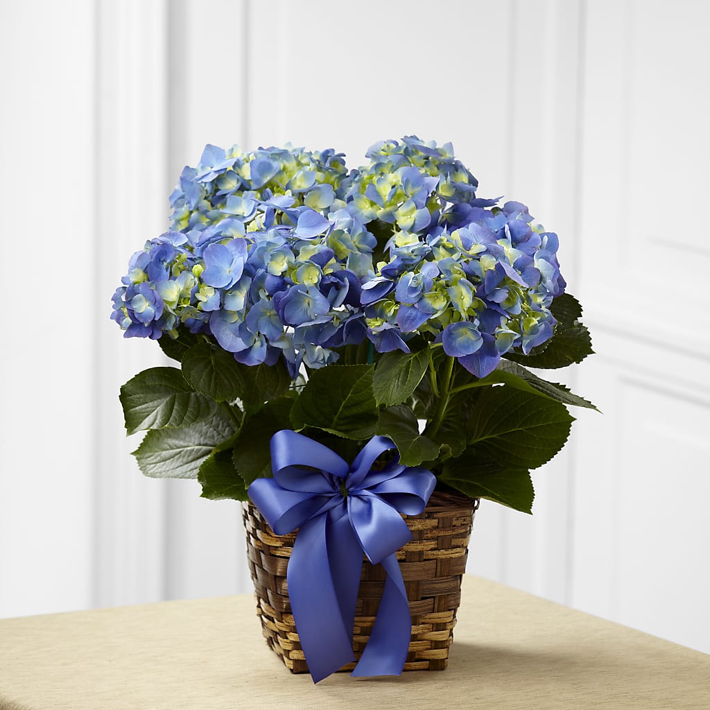 Blue Hydrangea Planter – MELINDA MCCOY'S FLOWERS, Long Beach CA