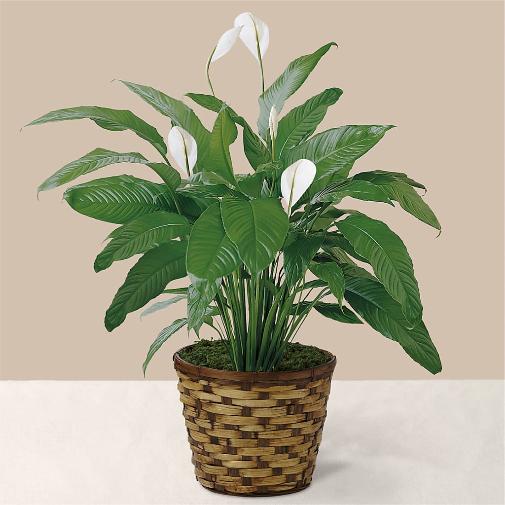 Tranquil Moments Peace Lily Plant – MELINDA MCCOY'S FLOWERS, Long Beach CA