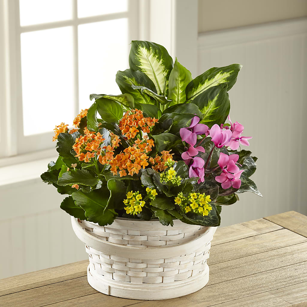 Color Crush Dishgarden – MELINDA MCCOY'S FLOWERS, Long Beach CA