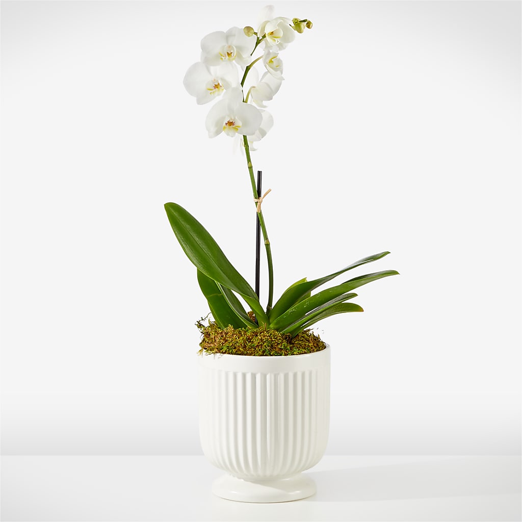 Whispering White Orchid – MELINDA MCCOY'S FLOWERS, Long Beach CA
