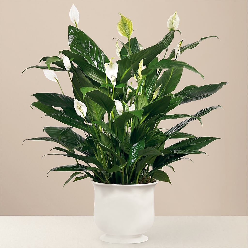 Comfort Planter – MELINDA MCCOY'S FLOWERS, Long Beach CA