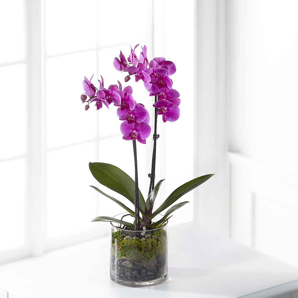 Pink Orchid Plant – MELINDA MCCOY'S FLOWERS, Long Beach CA