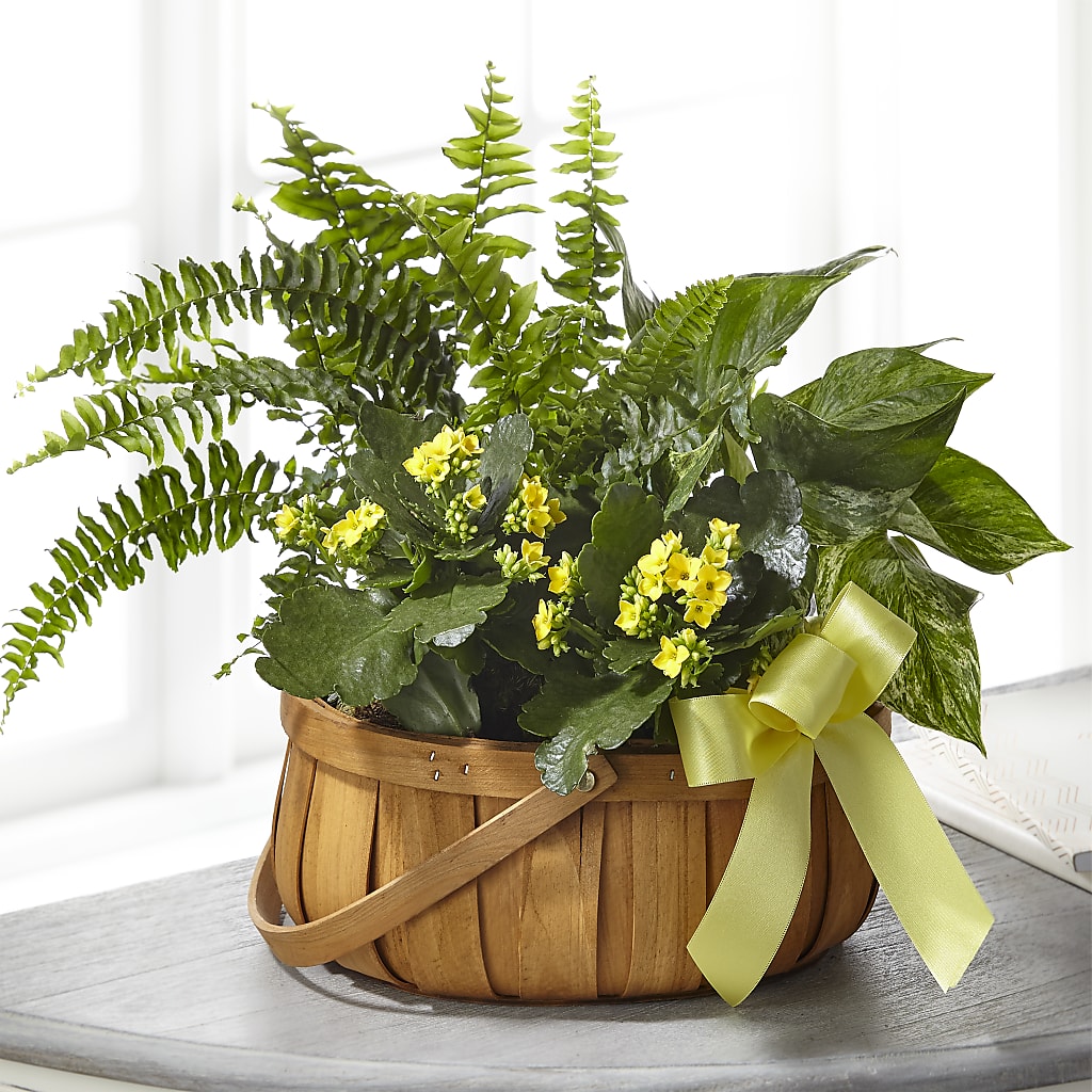 Always Dear Dishgarden – MELINDA MCCOY'S FLOWERS, Long Beach CA