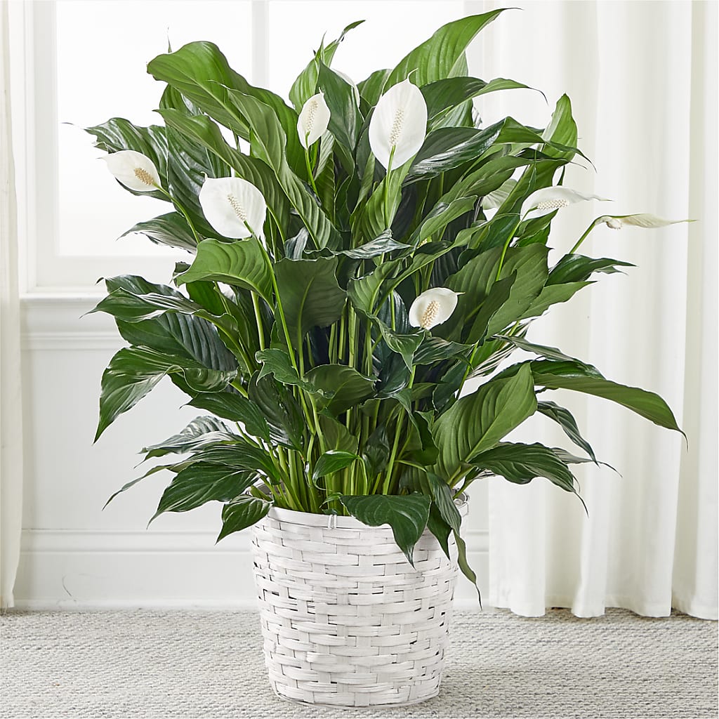 A New Leaf Peace Lily – MELINDA MCCOY'S FLOWERS, Long Beach CA