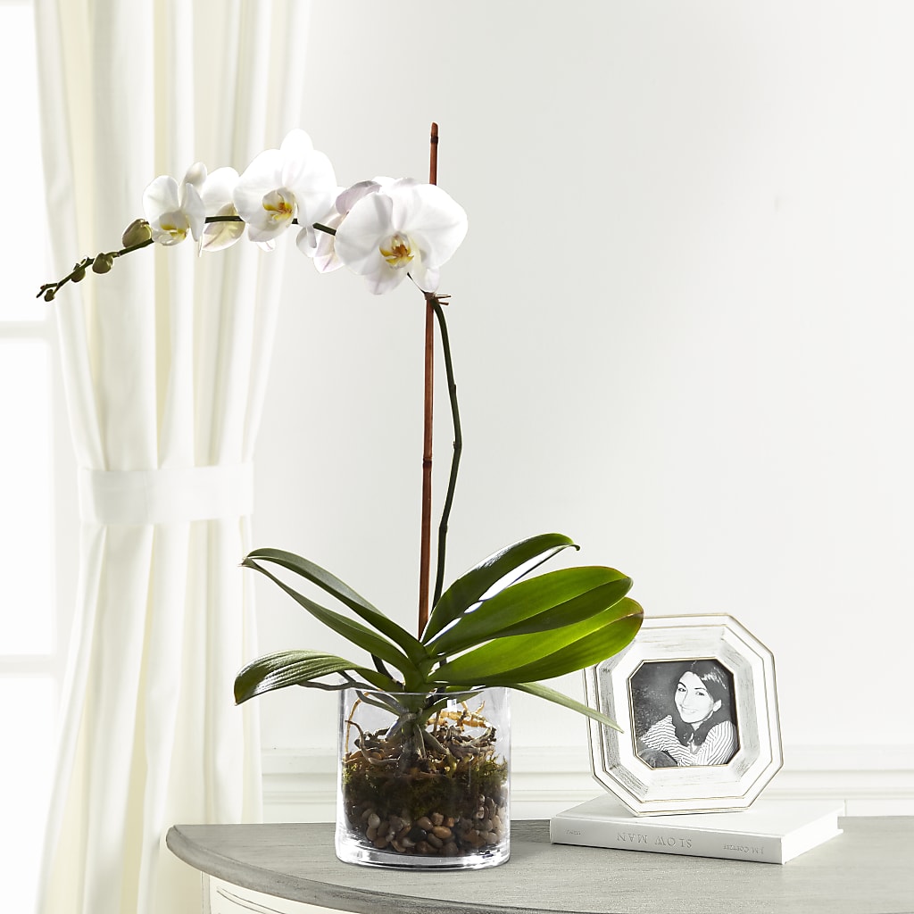 White Orchid Planter – MELINDA MCCOY'S FLOWERS, Long Beach CA