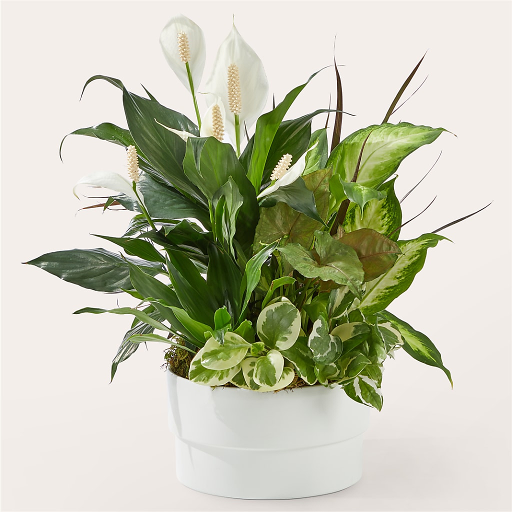 Radiating Positivity Dishgarden – MELINDA MCCOY'S FLOWERS, Long Beach CA
