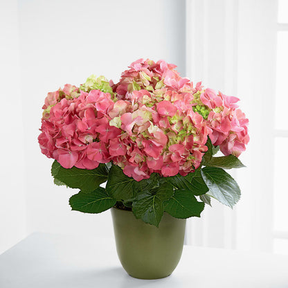 Pink Hydrangea Planter – MELINDA MCCOY'S FLOWERS, Long Beach CA