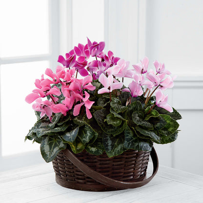 Mixed Cyclamen Planter – MELINDA MCCOY'S FLOWERS, Long Beach CA