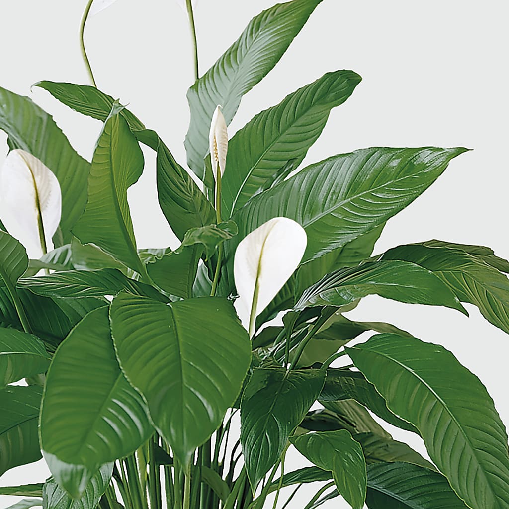 Tranquil Moments Peace Lily Plant – MELINDA MCCOY'S FLOWERS, Long Beach CA