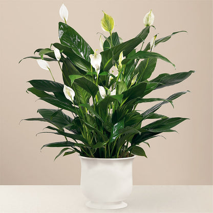 Comfort Planter – MELINDA MCCOY'S FLOWERS, Long Beach CA