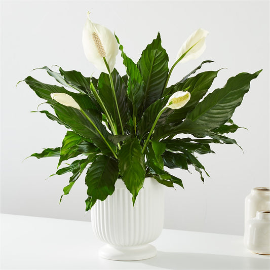 Comfort Planter – MELINDA MCCOY'S FLOWERS, Long Beach CA