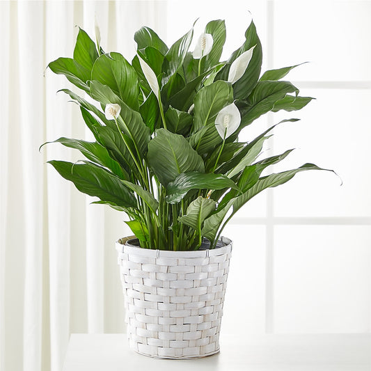 A New Leaf Peace Lily – MELINDA MCCOY'S FLOWERS, Long Beach CA