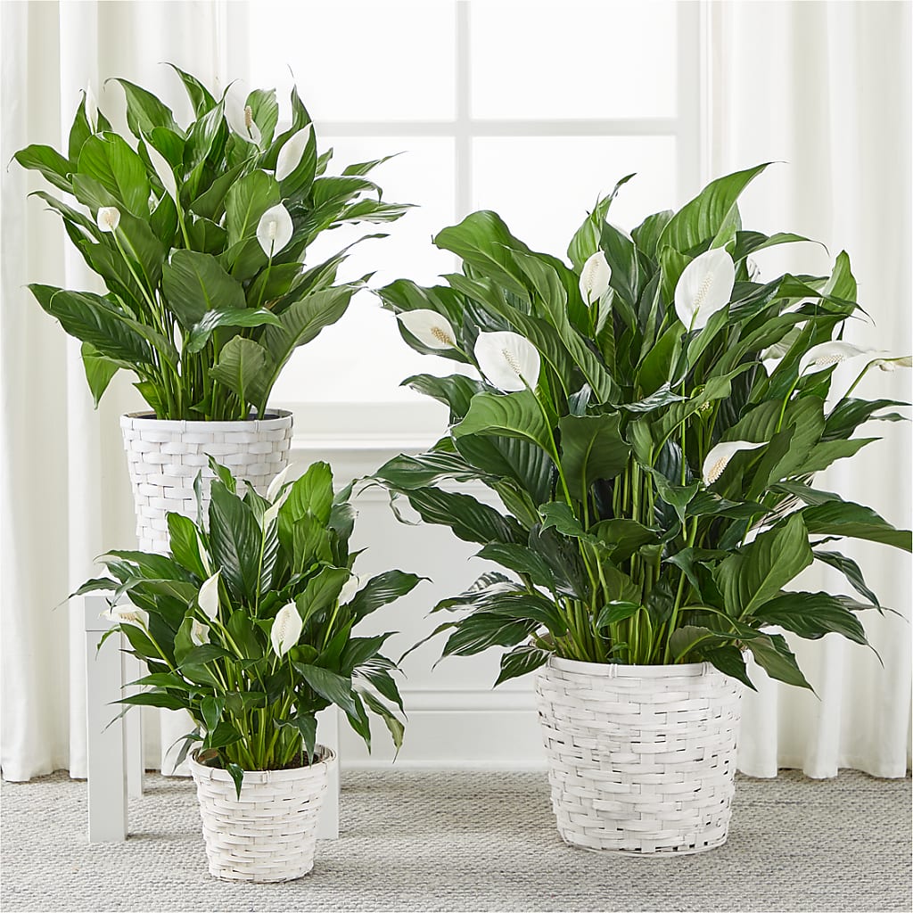 A New Leaf Peace Lily – MELINDA MCCOY'S FLOWERS, Long Beach CA