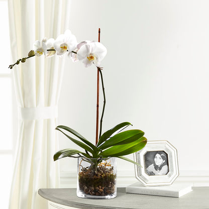 White Orchid Planter – MELINDA MCCOY'S FLOWERS, Long Beach CA