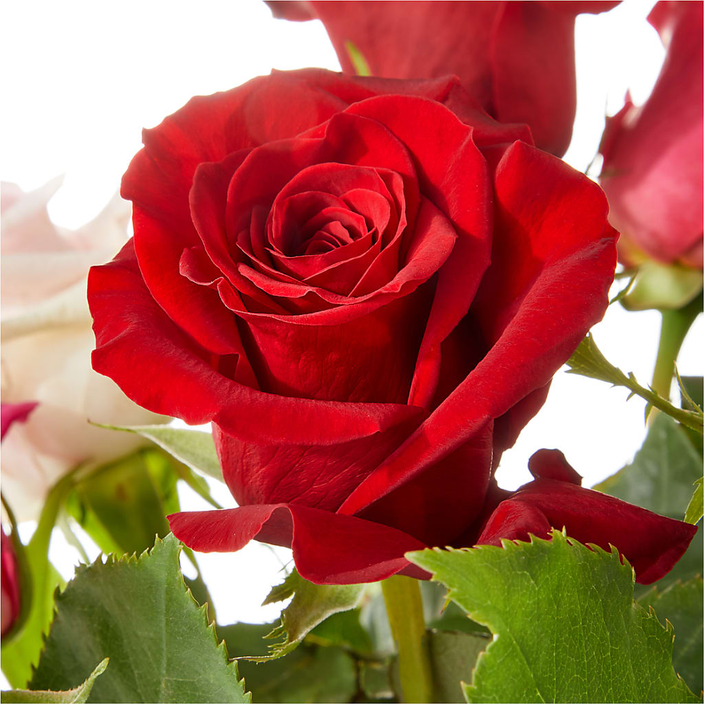 Love Notes Rose Bouquet – MELINDA MCCOY'S FLOWERS, Long Beach CA